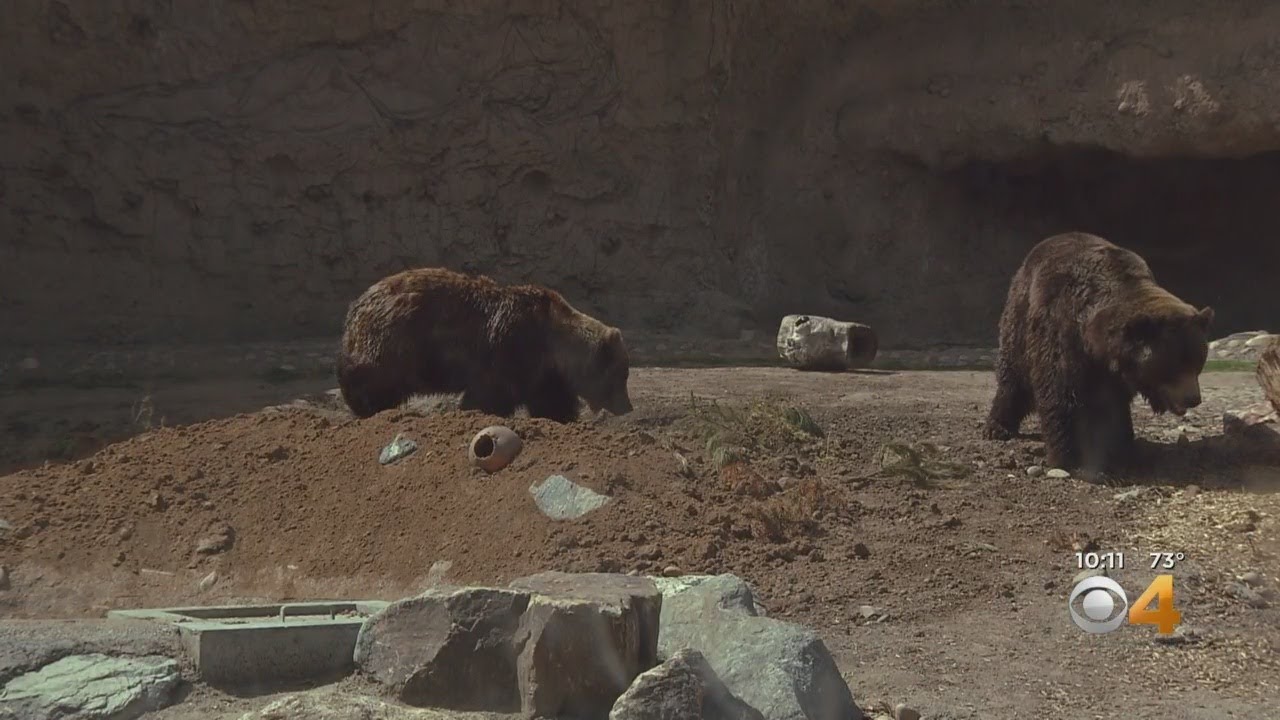 Denver Zoo Opens New, Interactive Grizzly Bear Exhibit