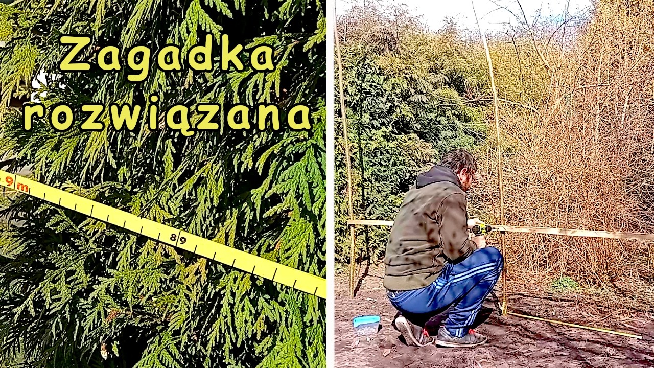 Robię drabinkę pod fasolę i rozwiązuje tajemnicę żywopłotu.