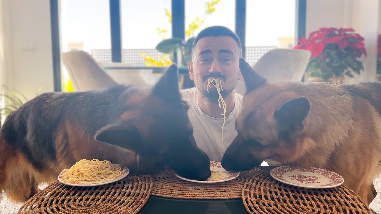 Spaghetti Eating Competition: My German Shepherd Dogs vs. Me