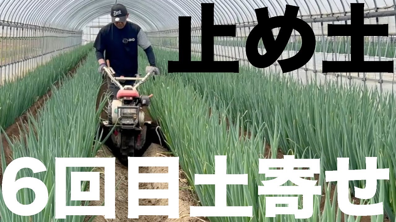 【見なきゃ損⁉︎】こうなるの？ネギ土寄せ6回目の畝揚げ「止め土」全部見せる！