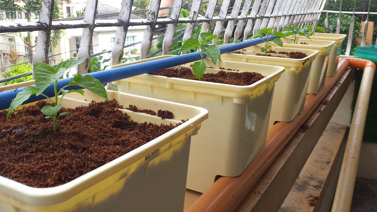 Dutch Bucket Hydroponics System | Carolina Reaper Super Hot Chilies