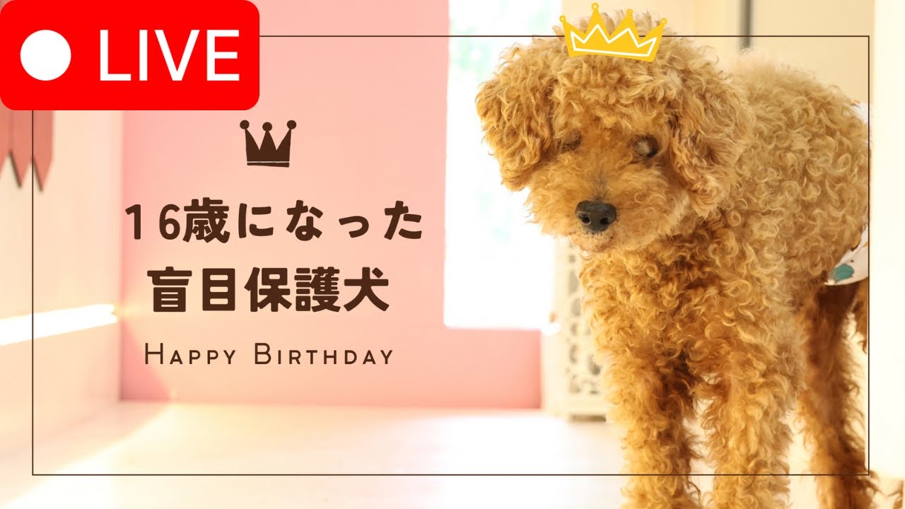🎂HAPPY BIRTHDAY🎂盲目の保護犬16才お誕生日LIVE