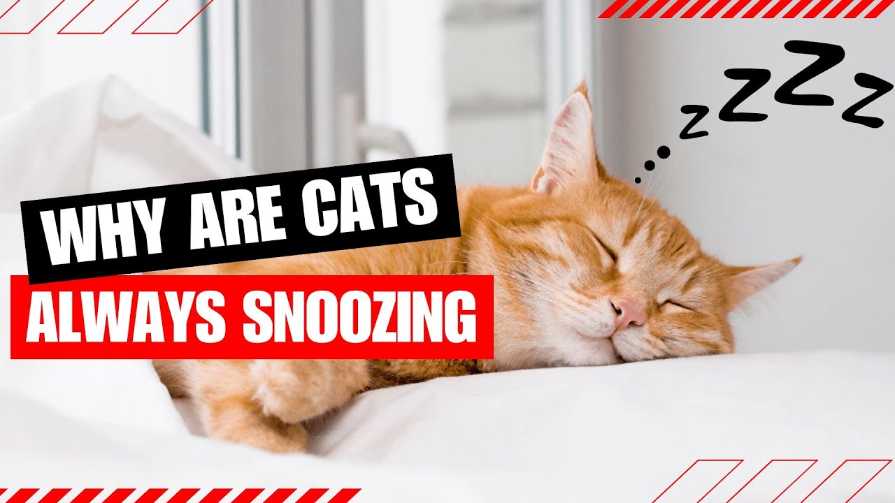 Why Do Cats Sleep So Much (Never Ignore These Reasons)