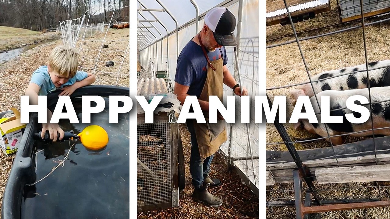 Smarter Chores, Happier Animals: Auto Water, Cool Chickens + Moving Pigs
