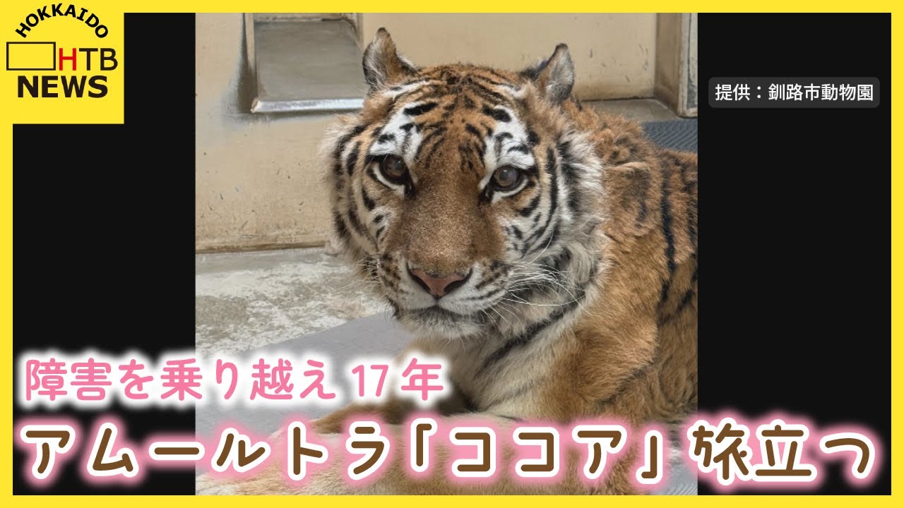 「命の大切さ教えてくれた」　釧路市動物園のアムールトラ「ココア」旅立つ　障害を乗り越え17年
