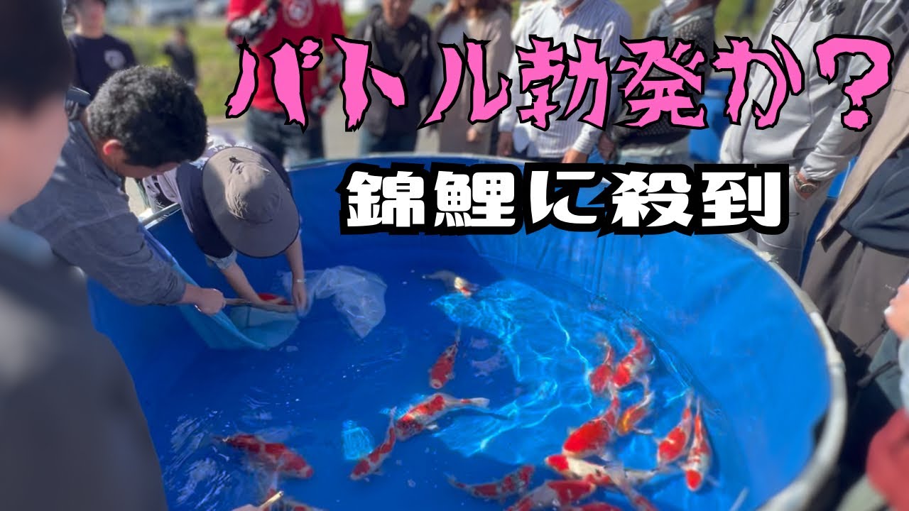 錦鯉売り出しに殺到し喧嘩勃発か？#錦鯉販売#koi #koifish