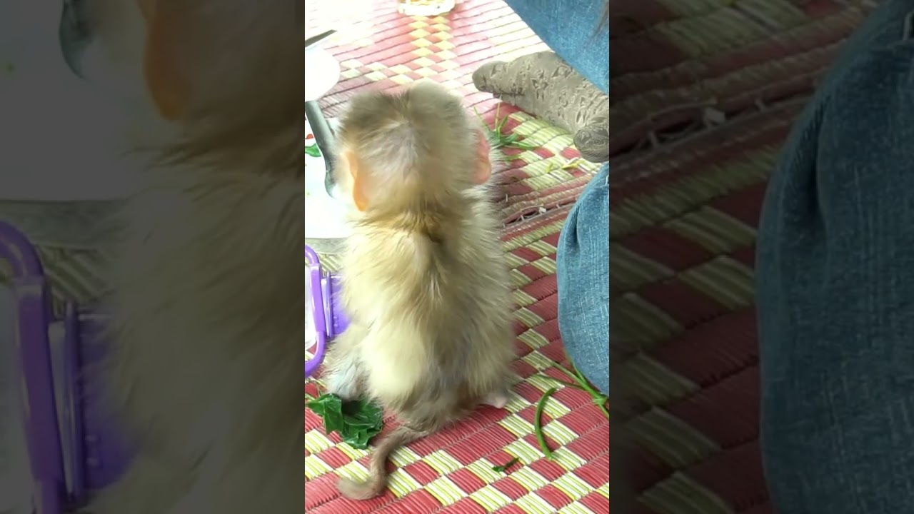 First time Leo Monkey have lunch with family Part15