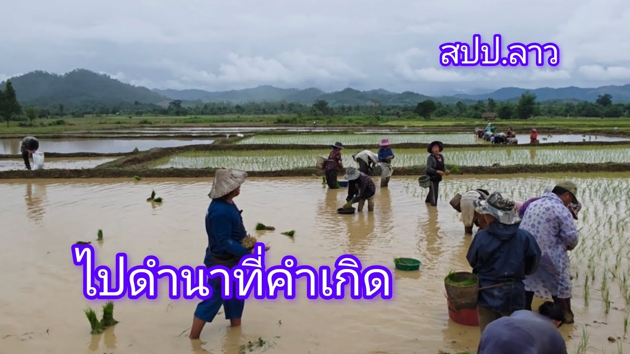 #เที่ยวลาว ฤดูทำนา วิถีชาวบ้านทาง#สปปลาว ยังลงแขกดำนากัน#บรรยากาศ ตลาดเมืองคำเกิด#แขวงบริคำไช#สาวลาว