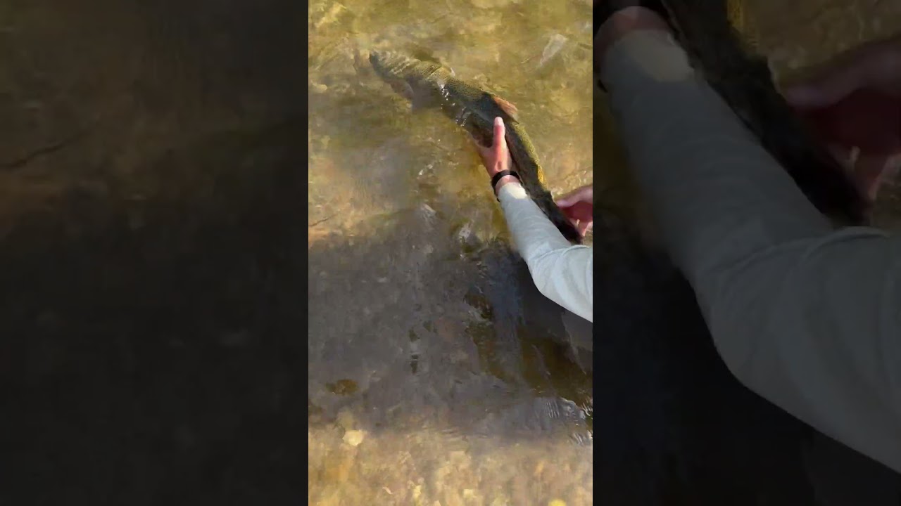 Alaskan Rainbow Trout Release