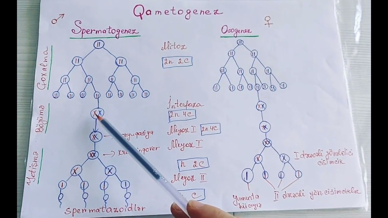 Qametogenez prosesi. Spermatogenez hissəsinin izahı.