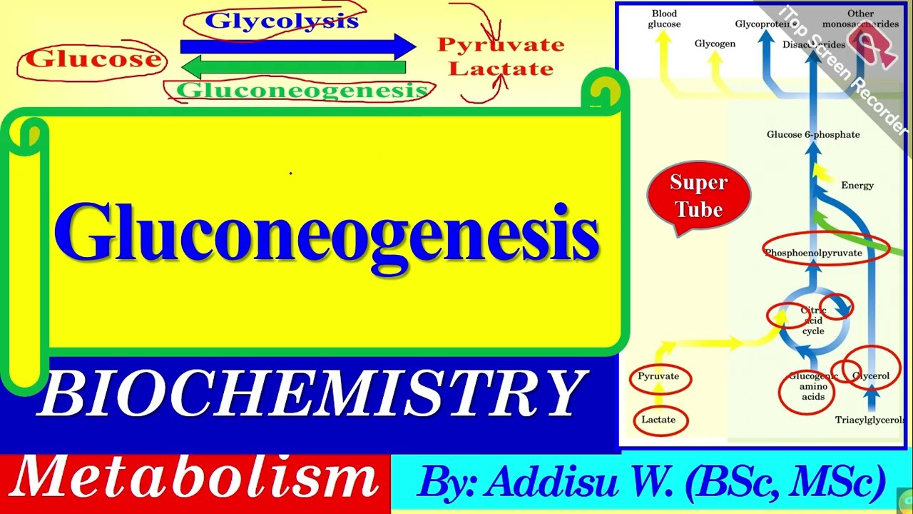 Gluconeogenesis | Metabolism | Regulation | Biochemistry | Enzymes | cori cycle |