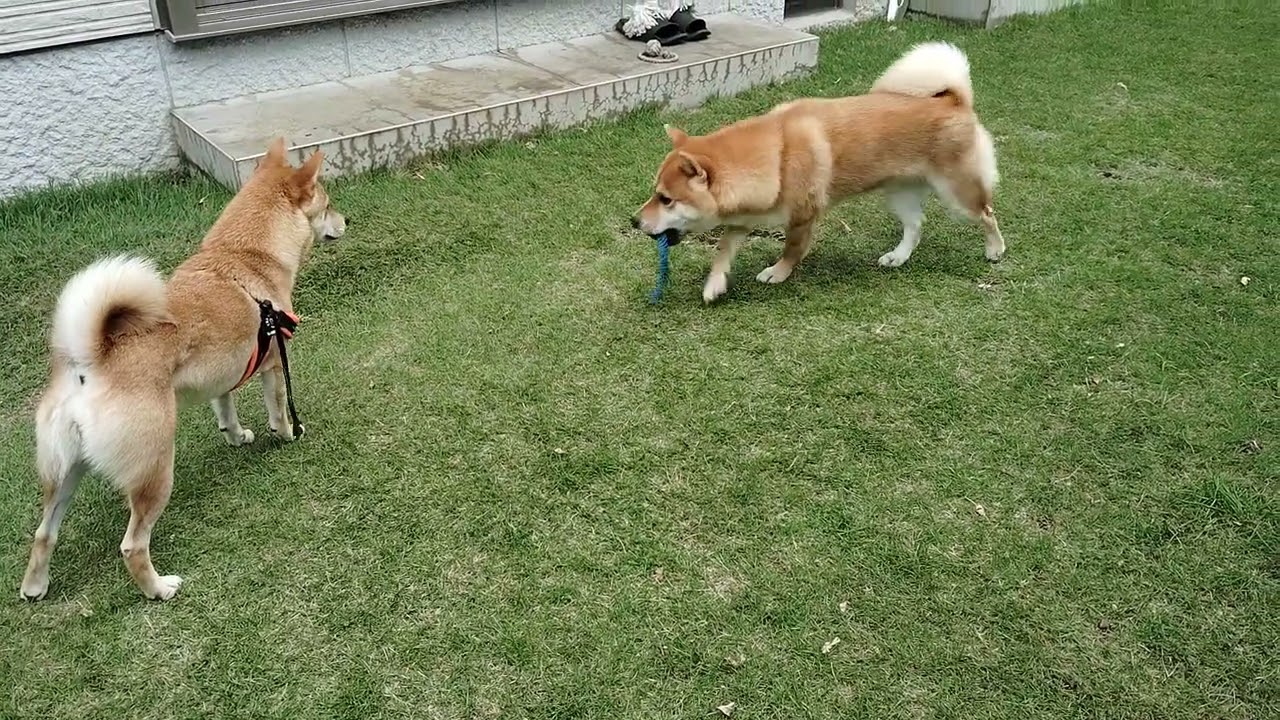 今日のワンコ