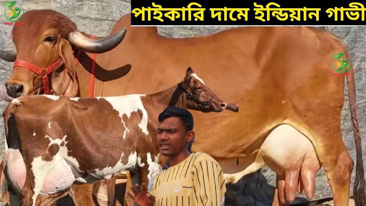 রাসেল ভাইয়ের আগুন বরাবর জার্সি গির শাহীওয়াল ব্রাহমা ! ২০-২৭ লিটারের মধ্যে বাচ্চা সহ দুধের গাভী