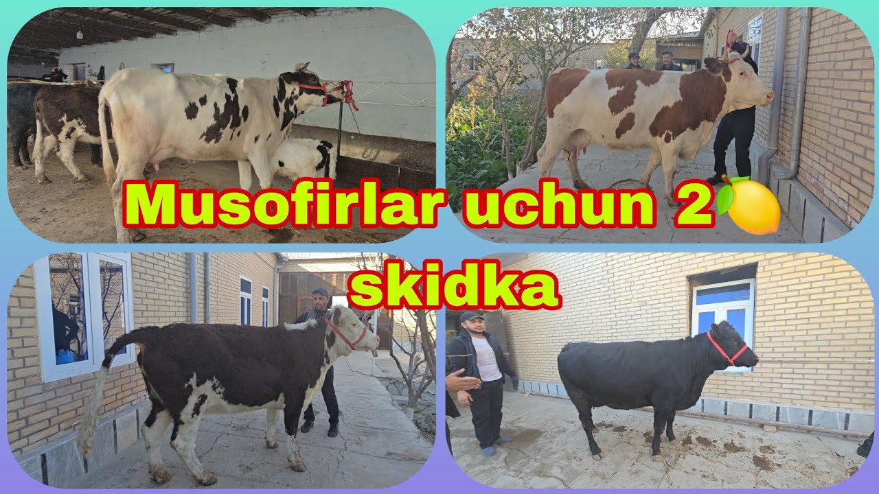 Mizrobjonga yangi aksiya musofirlar uchun 2🍋 skidka 17 ноября 2024 г.