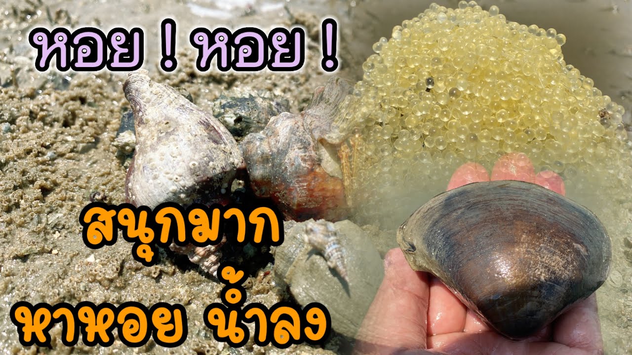 หาหอยหาดกระทิงลาย พัทยา สนุกมาก | พัทยา | น้ำลง |