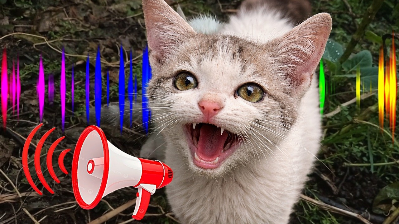Kitten Meowing Loudly: Crying for Mom & Food! So Heartbreaking 😭