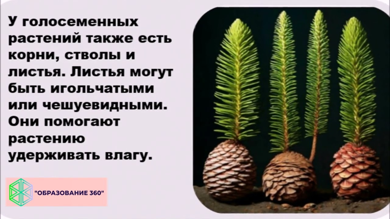 УРОК 8|7 класс.Отдел Голосеменные растения
