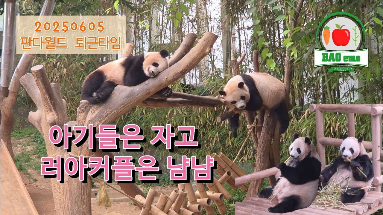 루이바오 후이바오는 꿈나라에! 러아 부부는 사이좋게 냠냠! #루이바오 #후이바오 #러바오 #아이바오 #panda