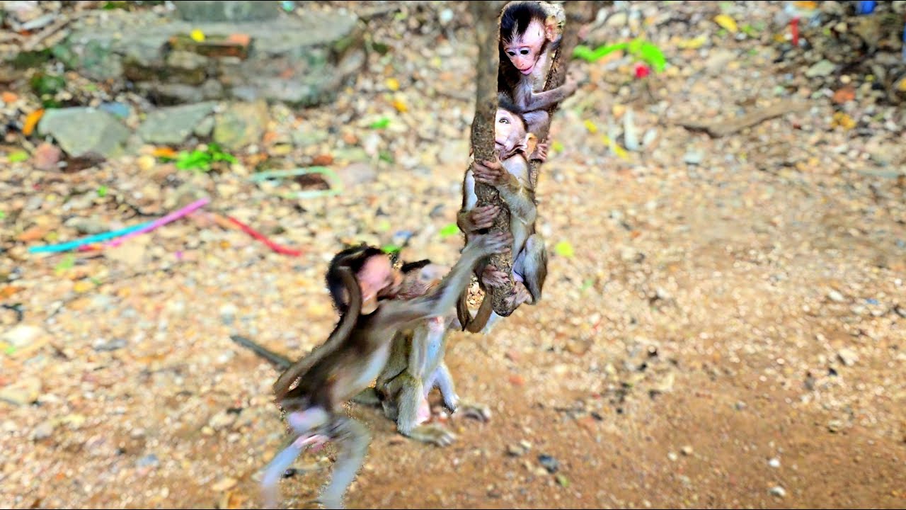 Many little monkeys were playing happily on the curved tree, looking very happy