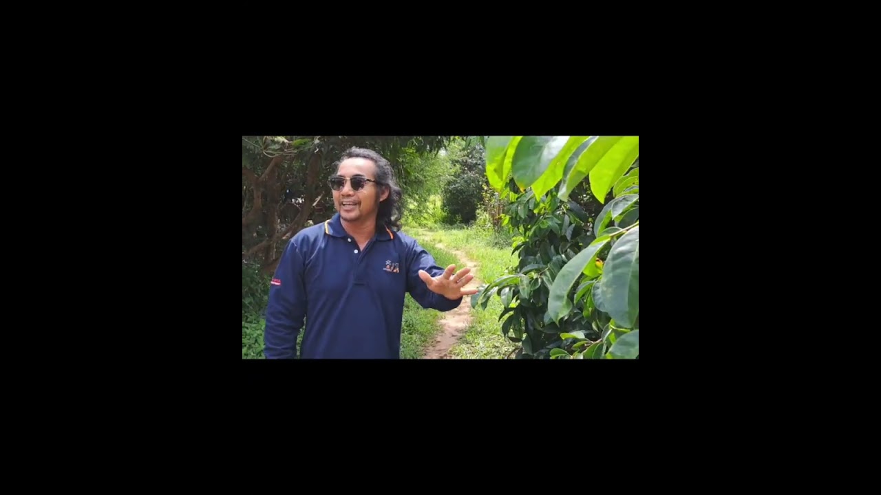 Exotic fruit Mao Berry in Sakon Nakhon, Thailand