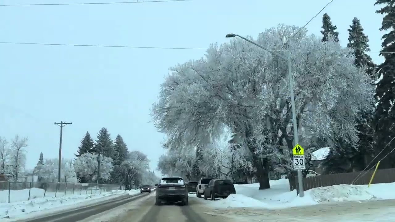A road full of frosted trees makes Saskatoon look magical.