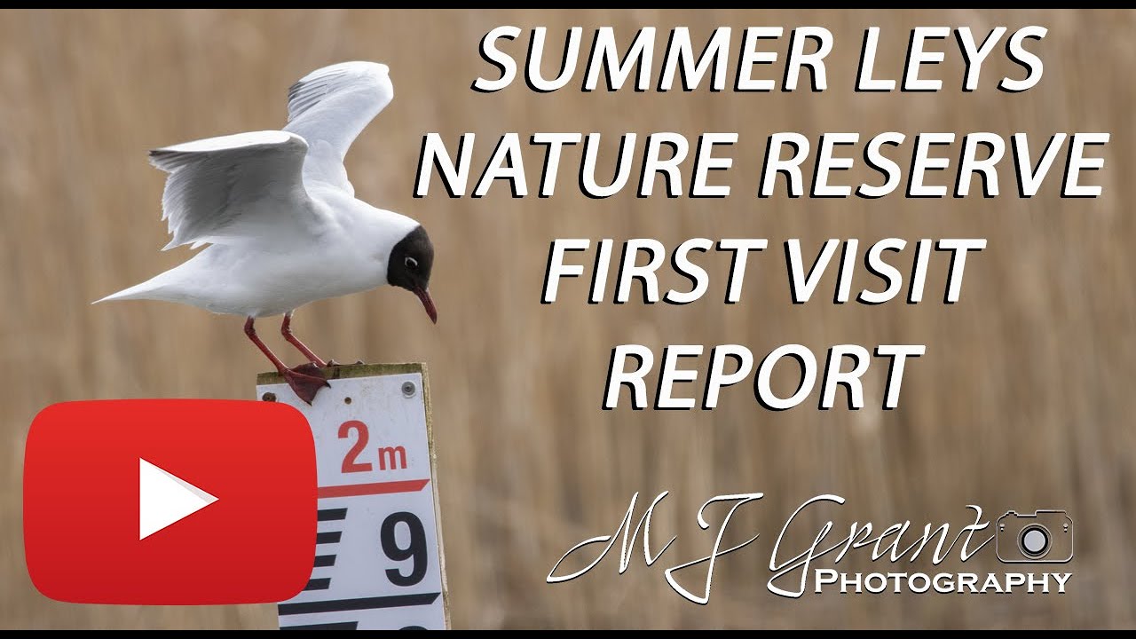 Summer Leys Nature Reserve | Wildlife Photography | First visit | Bird Photography | Canon 90D
