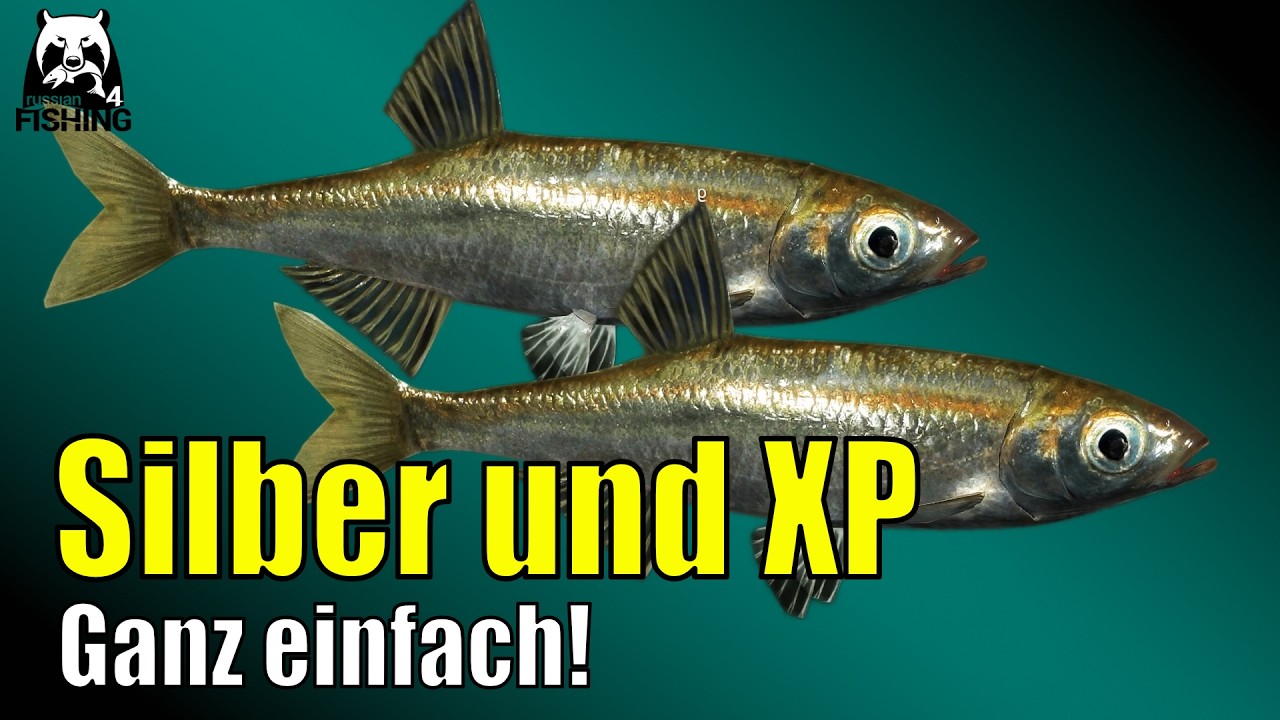 Russian Fishing 4 - Windenbach - Laube! Silber und XP ganz einfach #rf4 Posenangeln Laube und Hasel