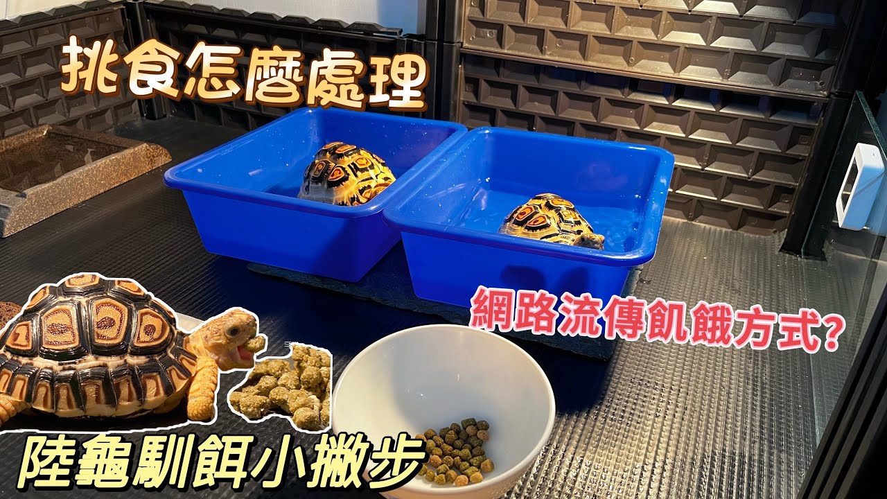 龜龜挑食怎麼辦？該怎麼訓餌？該用什麼方式？網路流傳方式可以嗎？