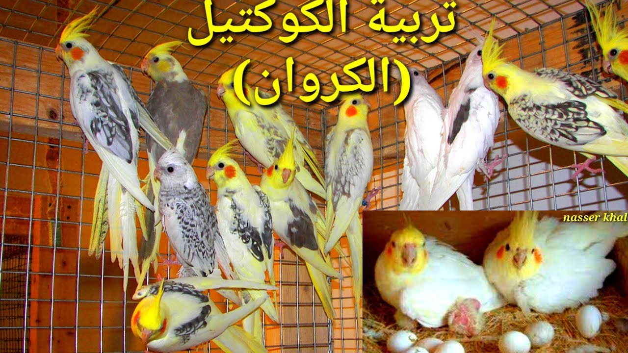 تربيه الكوكتيل || فتح عشوش الكوكتيل واحلي فروخ واجمل الوان😍💞😍💞 budgie#