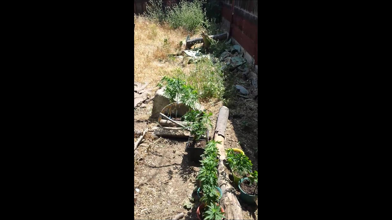 Indoor/outdoor cannabis grow may 23 2015 part 2