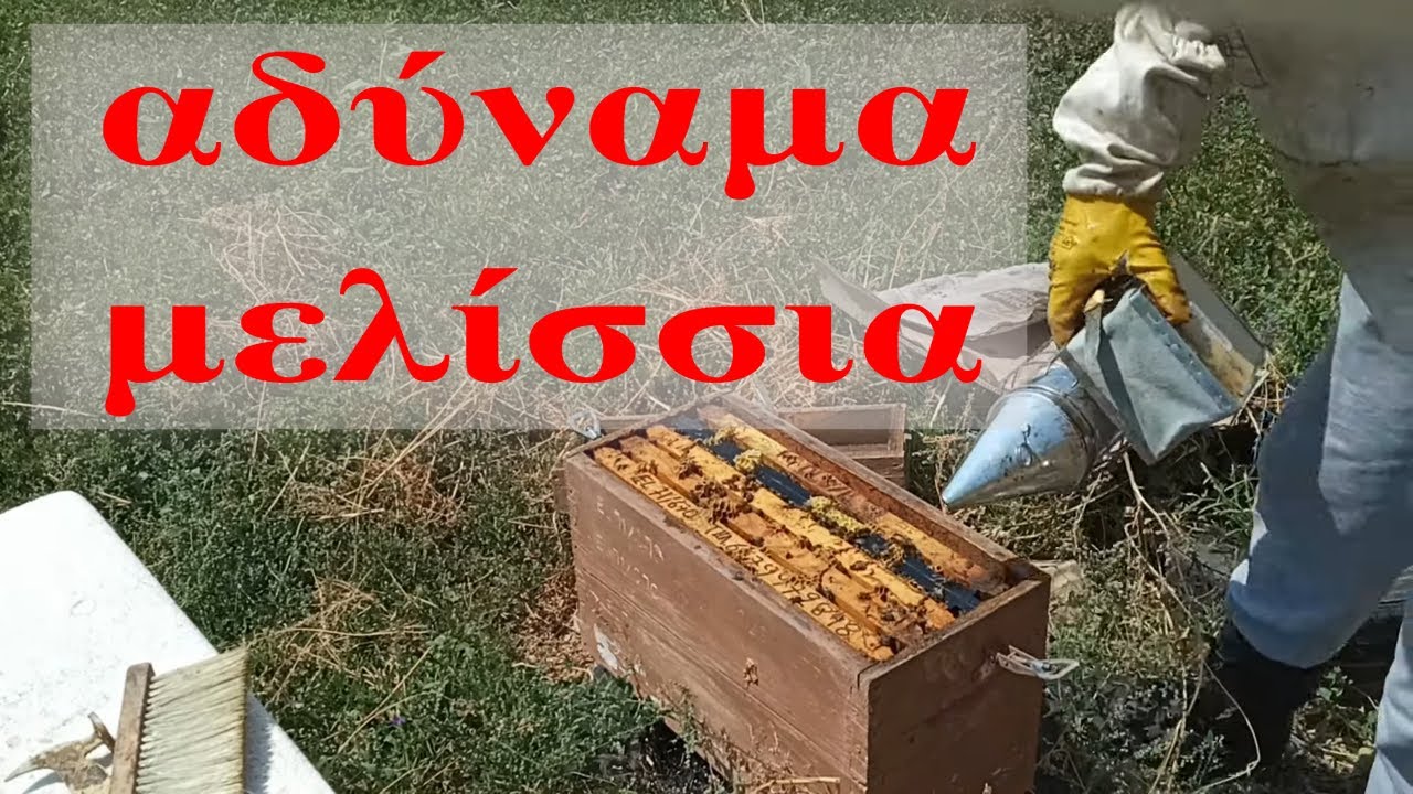 αδύναμα μελίσσια στην αρχή του φθινοπώρου