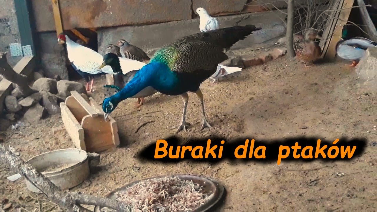Buraki dla ptaków 🐔🦚