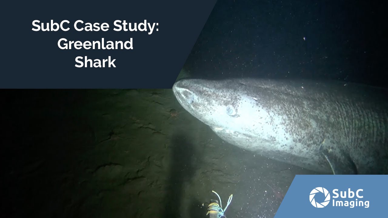 SubC Case Study: Greenland Shark