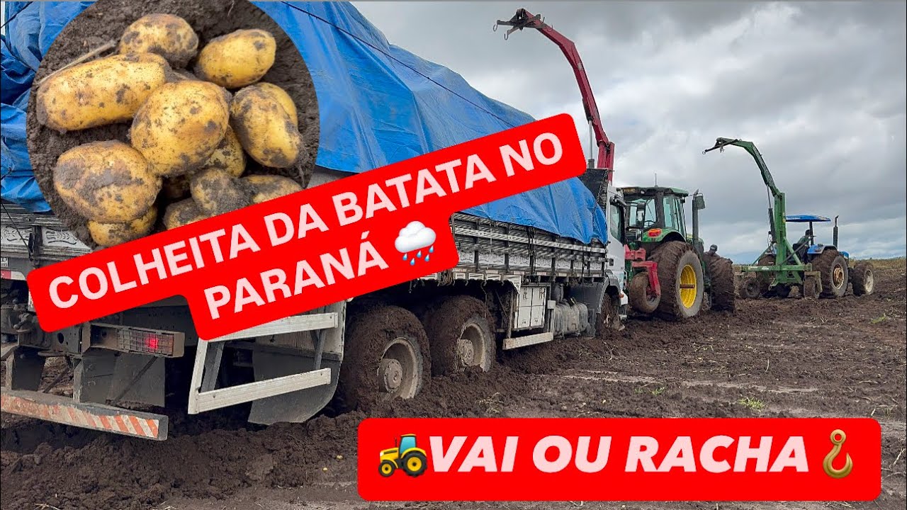 COLHEITA DA BATATA NO PARANÁ-DEPOIS DAS CHUVAS VEM A LAMA