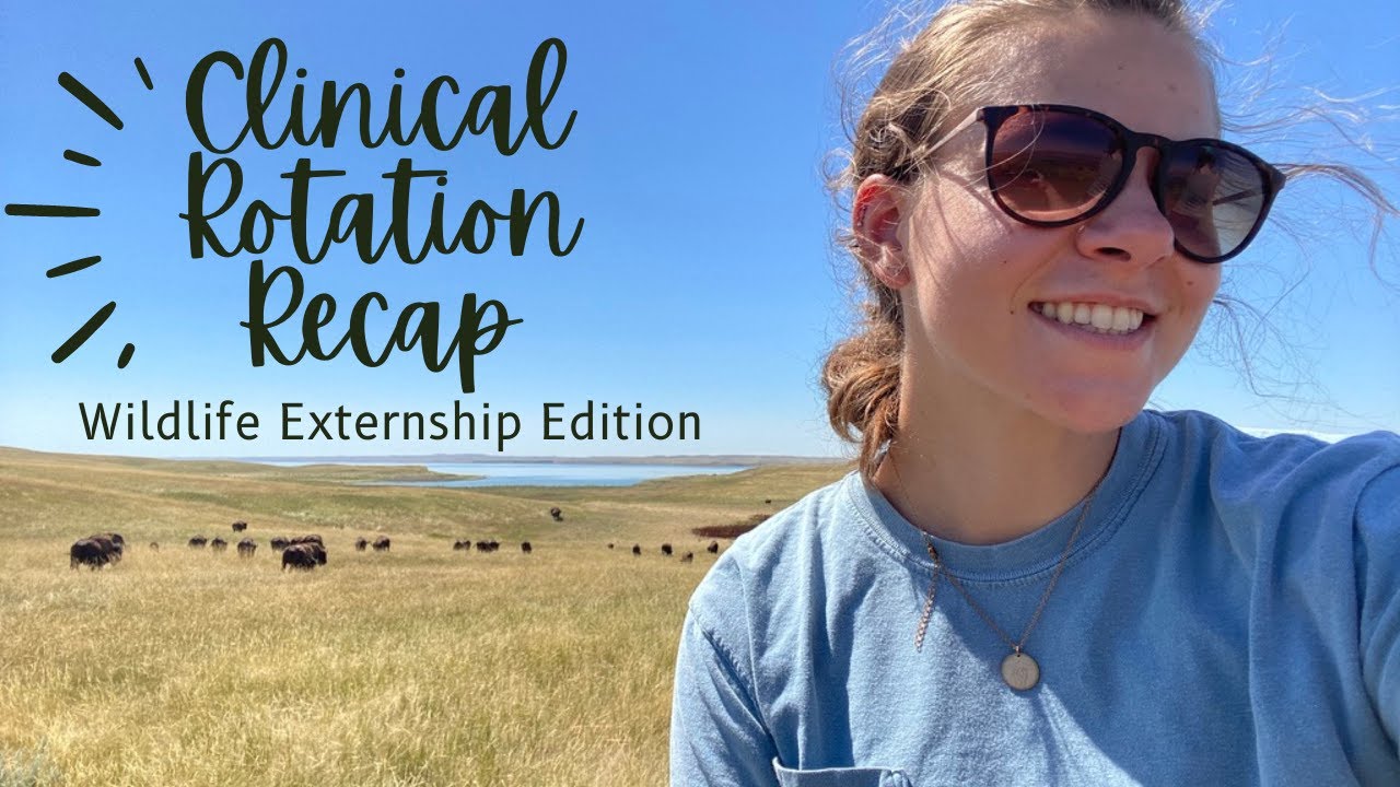 VET SCHOOL CLINICAL ROTATIONS AND EXTERNSHIPS RECAP