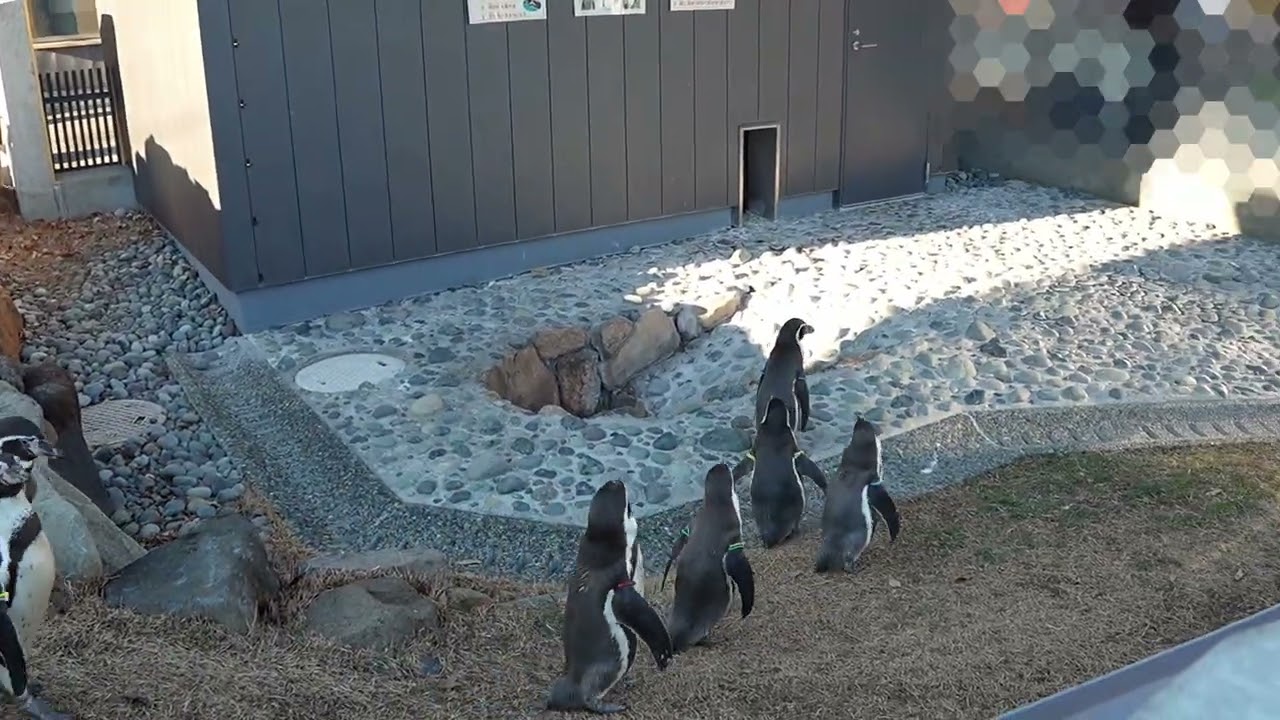 [ペンギン]崖上のペンギン村_午後[小諸市動物園-2025.12.28]