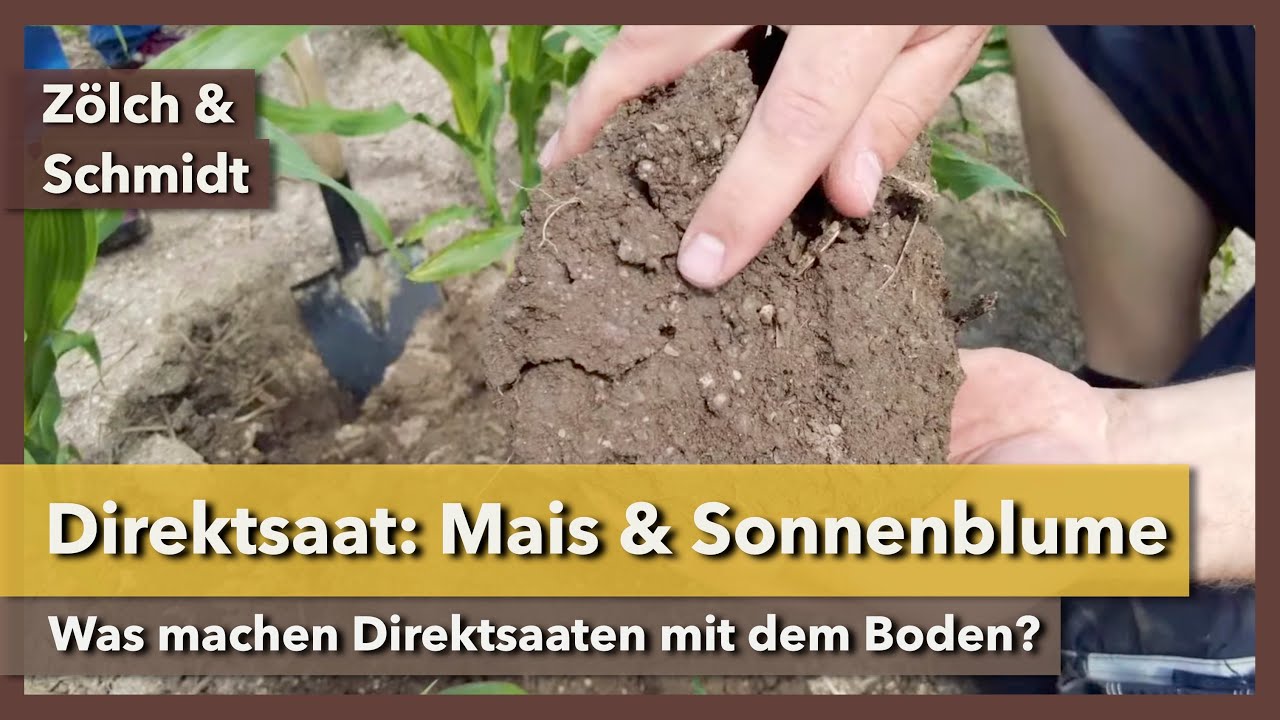 Mais und Sonnenblume in Direktsaat - erste Versuche | Zölch und Schmidt | Rundgang 1 | 2022
