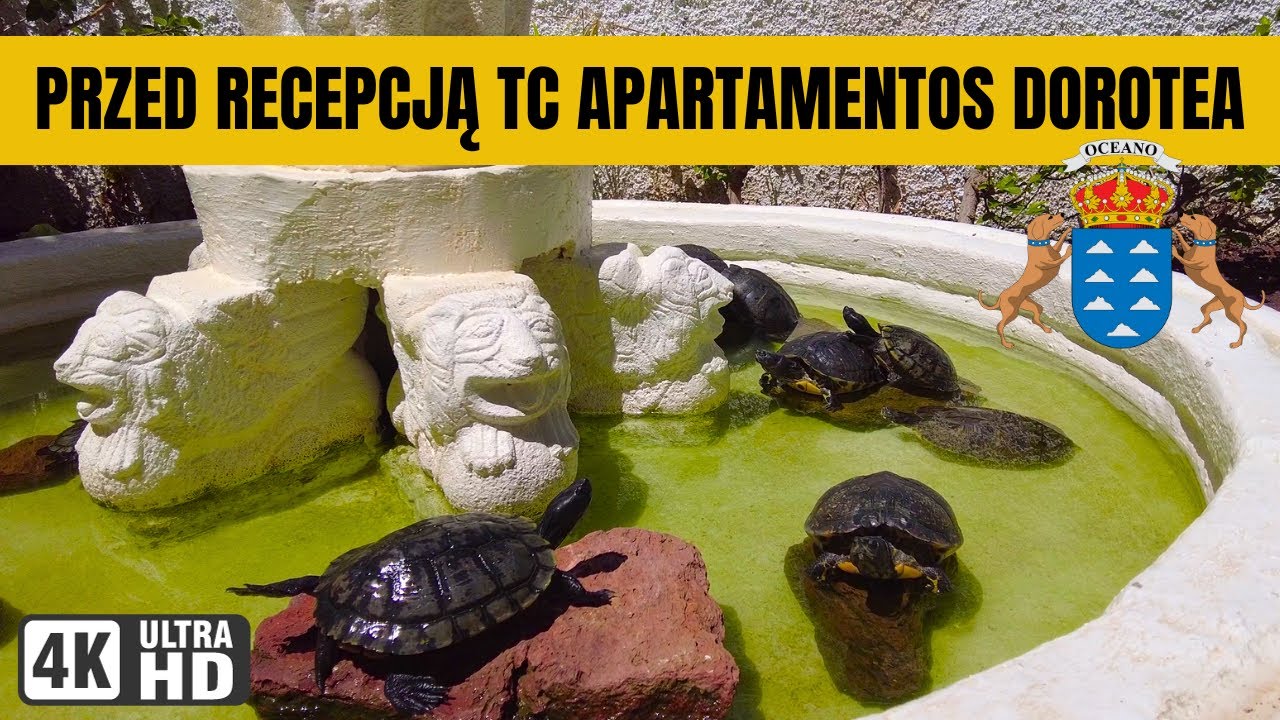 Wakacje / Ż&oacute;łwie przed hotelem  / Gran Canaria - TC Apartamentos Dorotea