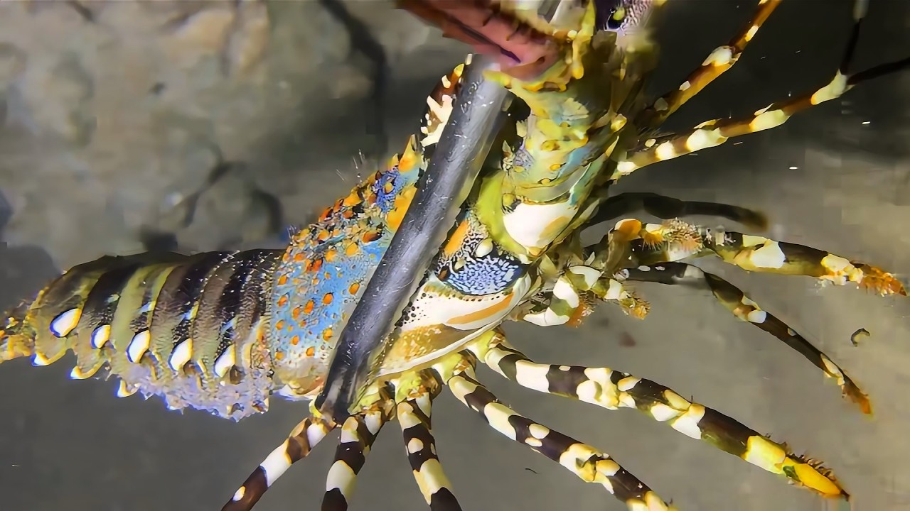 Diving to catch seafood, look how many I caught!！QU097 #diving #fishing #lobster