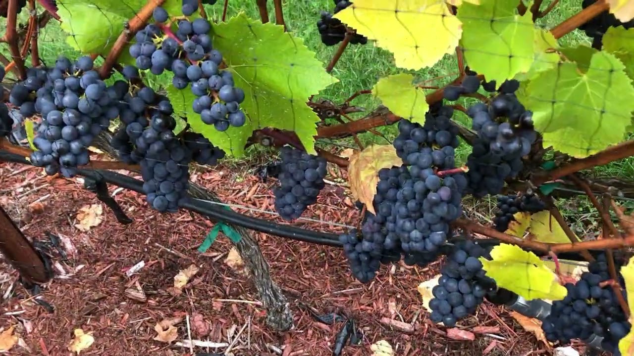 H  O  W  I  E  S   M  E  D  I  A  -  Fall  2025 Update on Greenhouse and vineyard