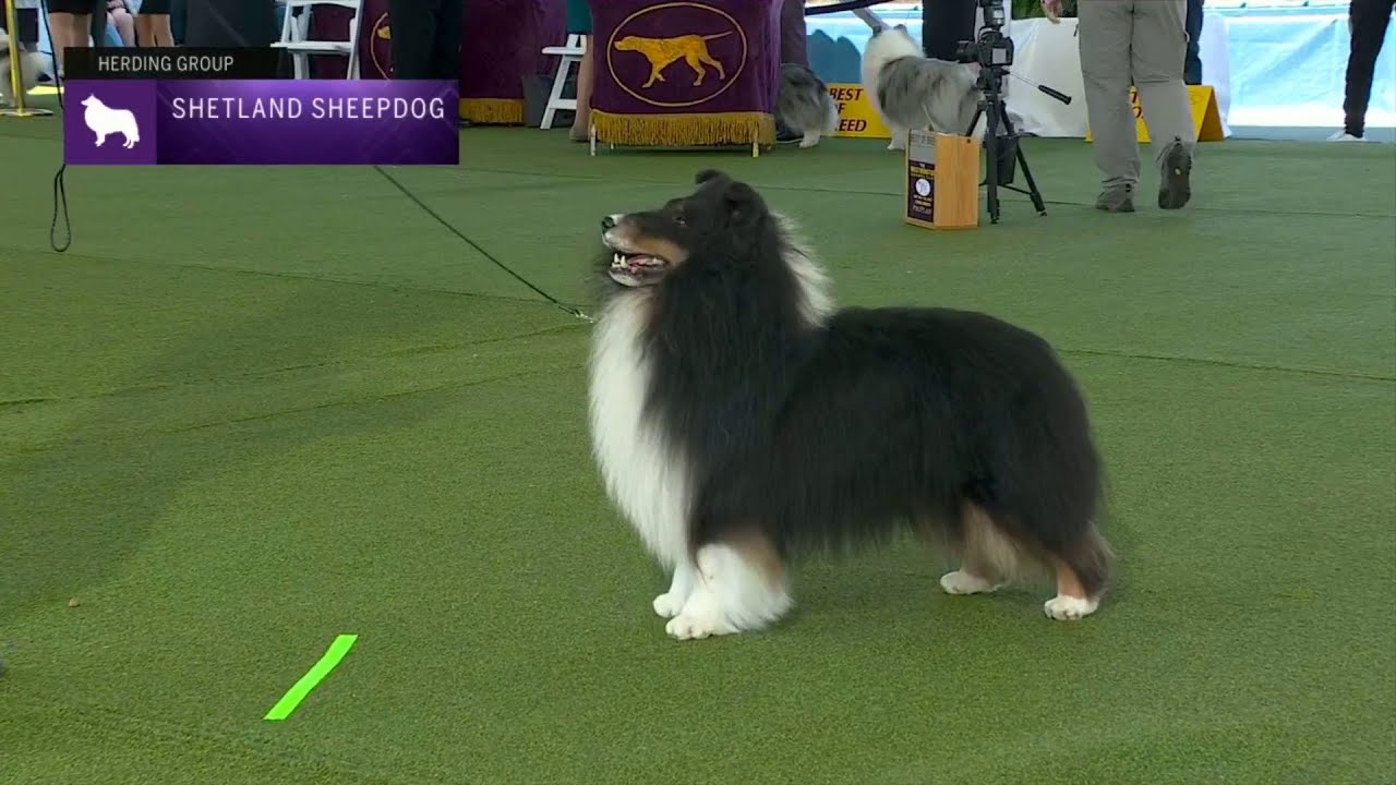 Shetland Sheepdogs | Breed Judging 2023