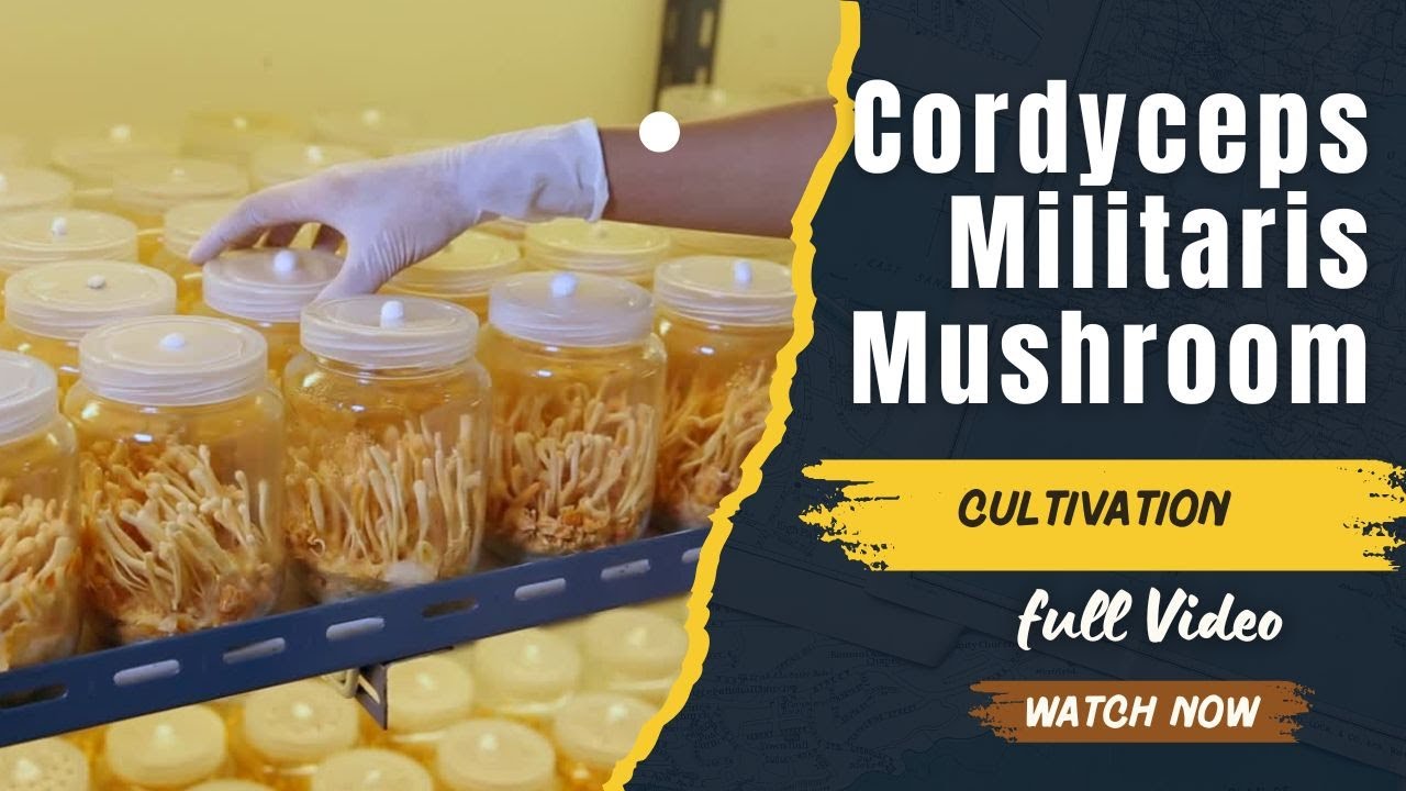 Cordyceps Militaris Mushroom Ki Kheti Kaise Karein? Cordycep Cultivation Technology #cordyceps