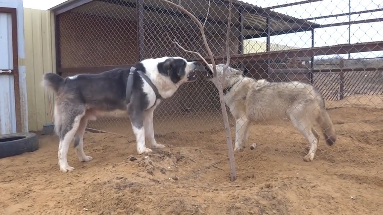 Alabai dog vs Wolf 🐺 | Алабай против Волка 🐺 #волк #wolf #alabay 