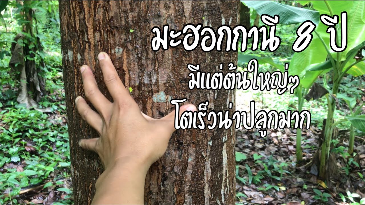 ไม้ราคาแพงน่าปลูก มะฮอกกานี 8 ปี มีแต่ต้นใหญ่ๆ โตเร็วมาก  [ดินแดนแห่งเสรีภาพ]