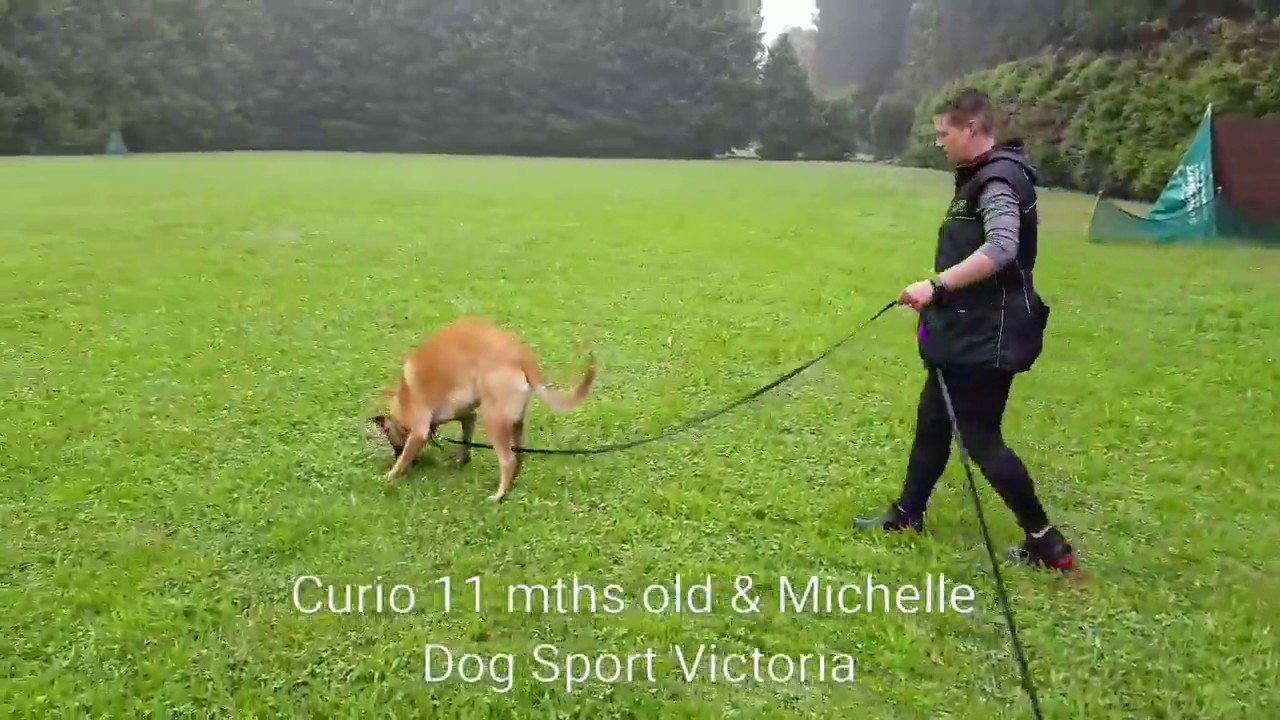 Melbourne Sport Dog Club