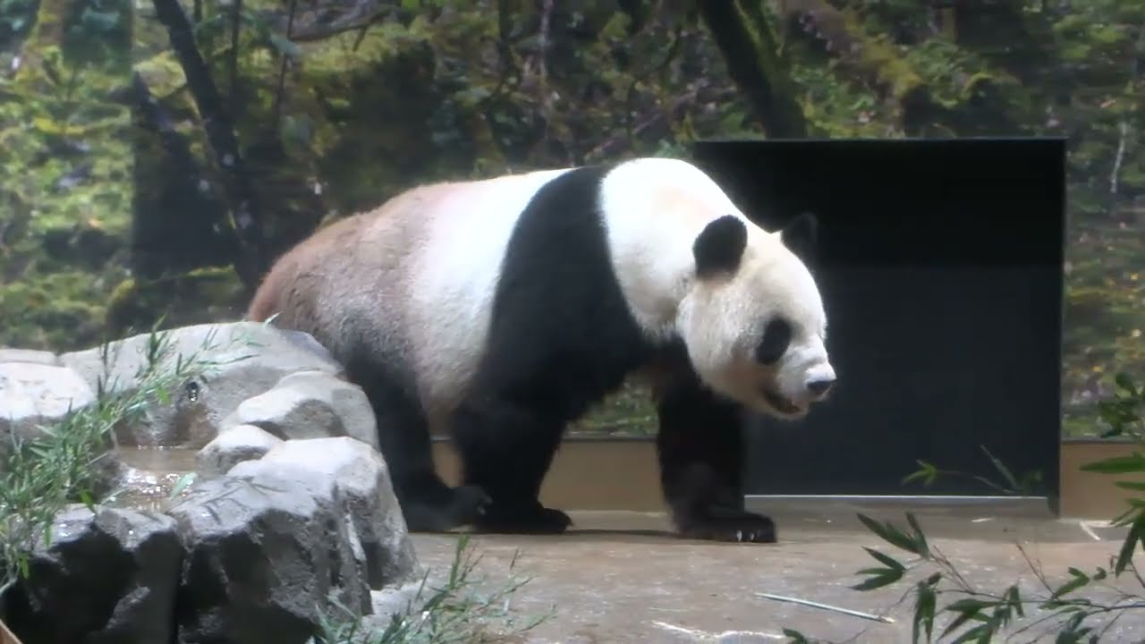 上野動物園のジャイアントパンダ「リーリー」「シンシン」、最終観覧日（2024年9月28日撮影）