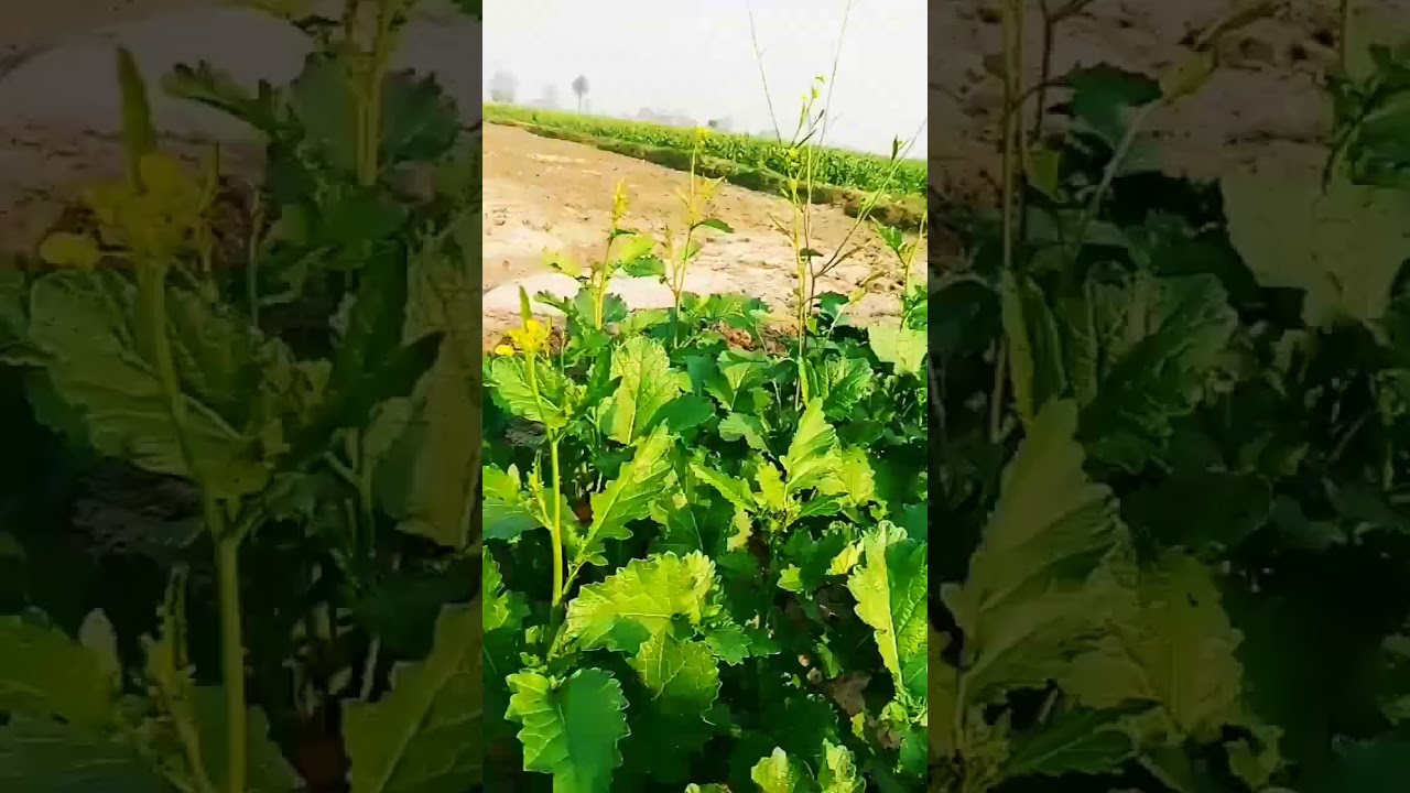 sarson ka khet