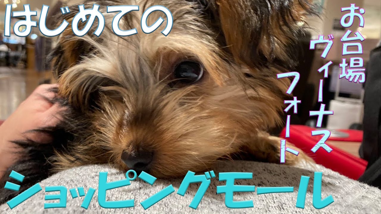 お台場VenusFortでビビりまくり、最後はニトリのソファーでくつろぐ赤ちゃんヨーキー