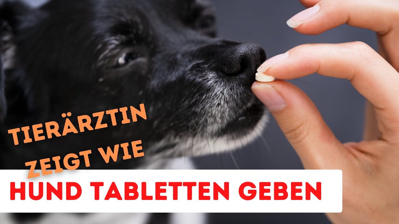 Dein Hund nimmt KEINE TABLETTEN? | So klappt's GARANTIERT! | Tierärztin zeigt wie.