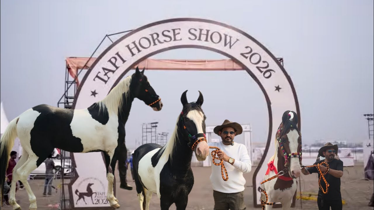 7 Show winner sindhi stallion Chetak surat #shindhihorse #surathorse 